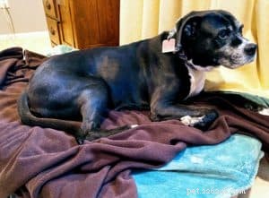 How to Adopt and Care for a Rescue Dog: A Comprehensive Guide