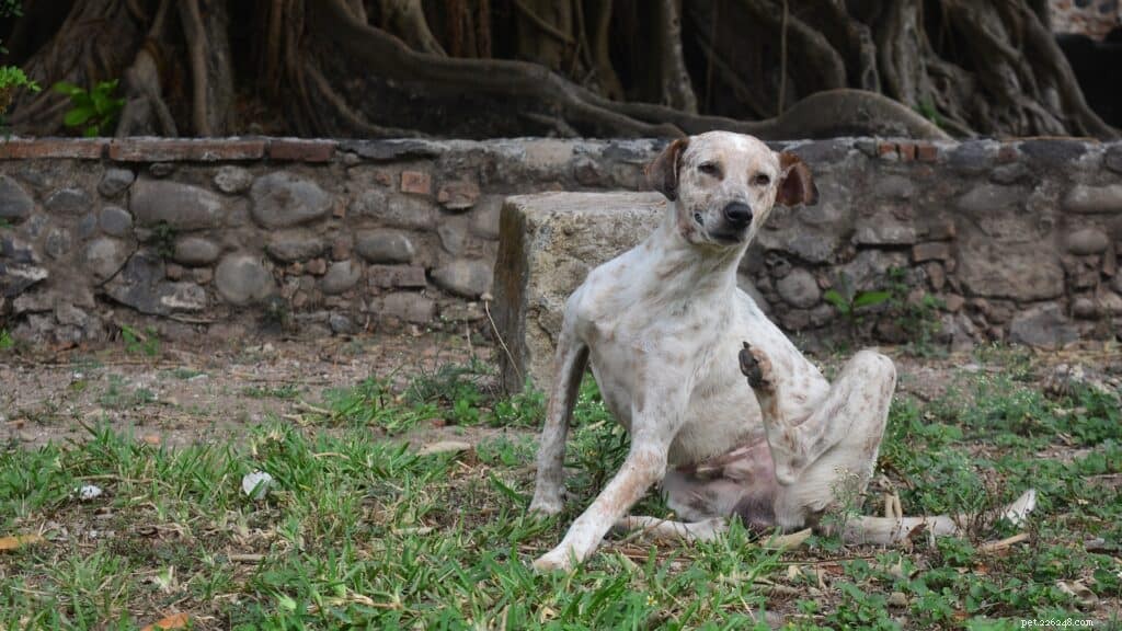 Common Dog Skin Conditions and How to Treat Them