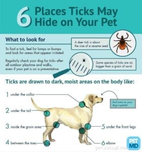 Black‑Legged Deer Ticks Spread Across Ohio: What You Need to Know