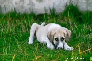 Kennel Cough in Dogs: Symptoms, Causes, and Treatment