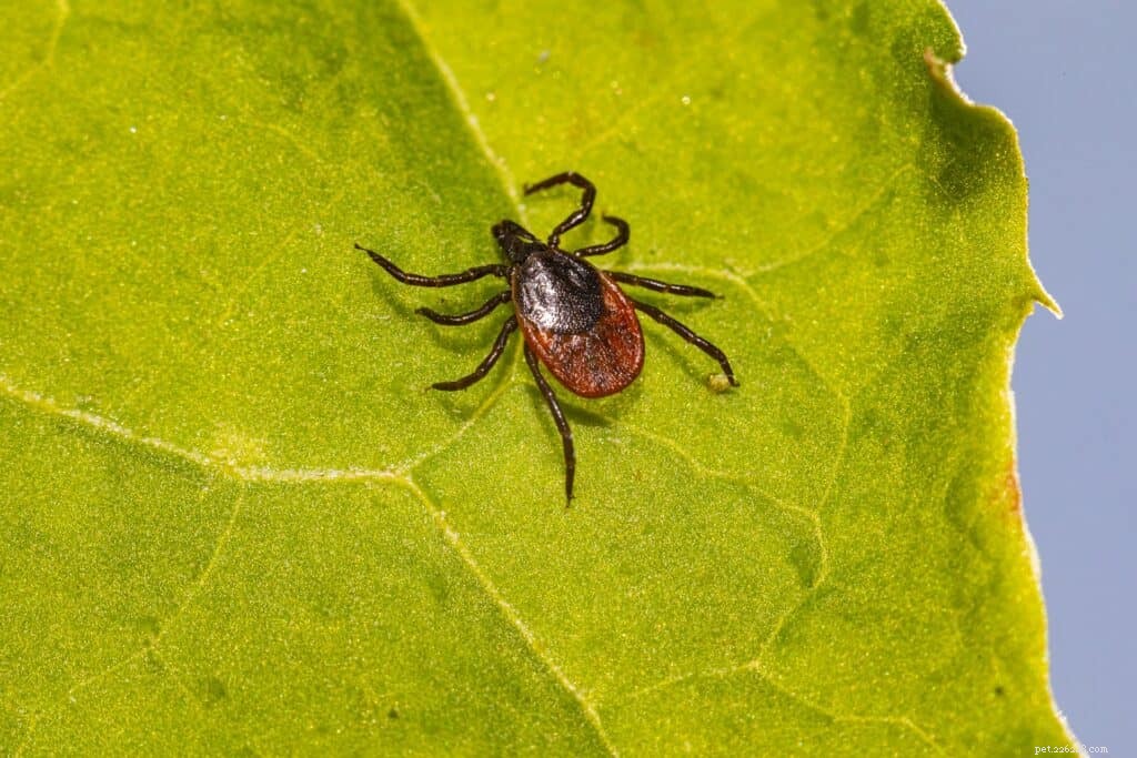 Black‑Legged Deer Ticks Spread Across Ohio: What You Need to Know