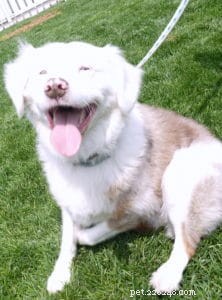 Essential Guide for Owners of Deaf Dogs