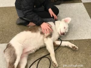 Essential Guide for Owners of Deaf Dogs