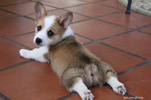 Essential Health Care for Your New Puppy: A Complete Guide