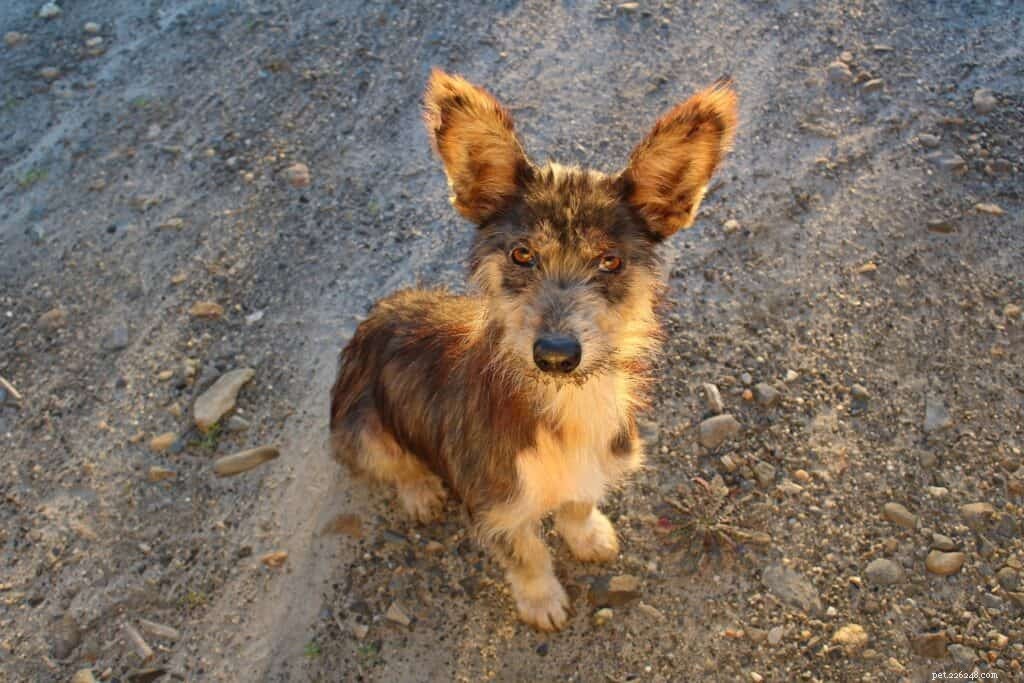 Effective Hand Signals for Training Your Deaf Dog