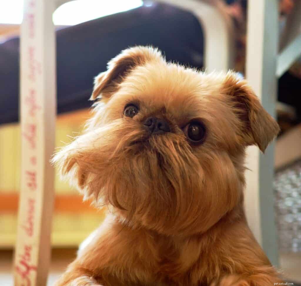 Effective Training Strategies for Deaf Dogs: A Step-by-Step Guide