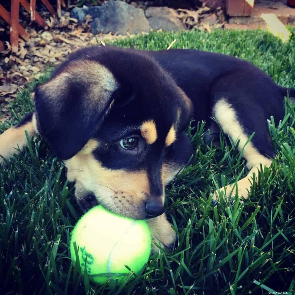 Essential First Commands Every New Puppy Needs to Learn