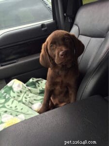 Essential First Commands Every New Puppy Needs to Learn