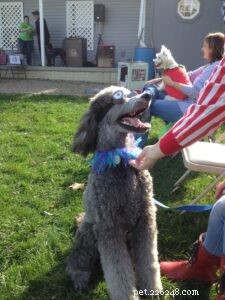 Master Dog Tricks: Fun & Effective Training Guide