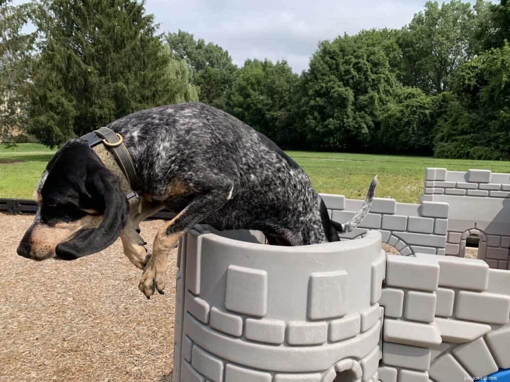 Master Dog Tricks: Fun & Effective Training Guide
