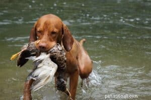 Master Dog Tricks: Fun & Effective Training Guide