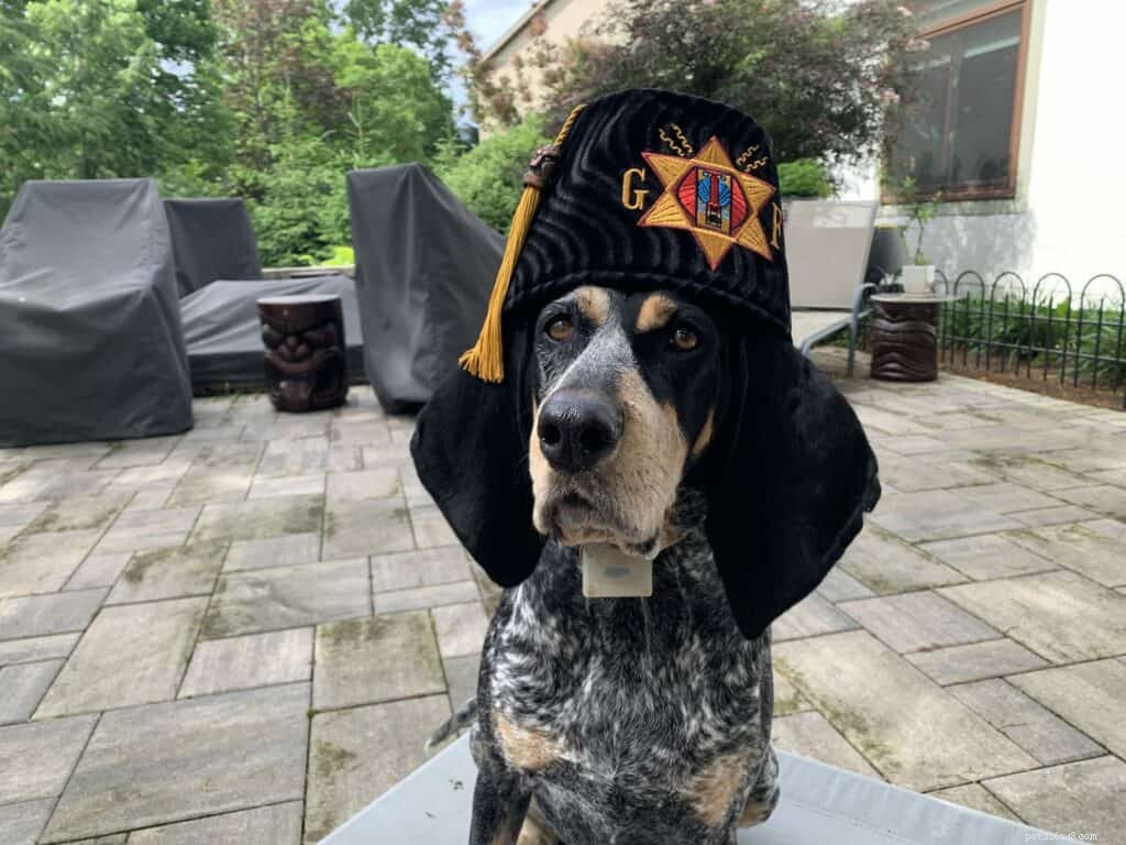 Trick Training for Dogs: Fun, Easy, and Effective Commands