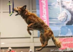 Trick Training for Dogs: Fun, Easy, and Effective Commands