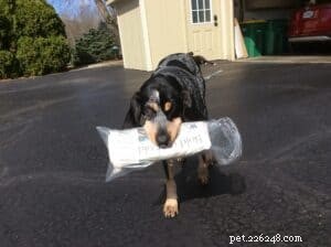 Trick Training for Dogs: Fun, Easy, and Effective Commands