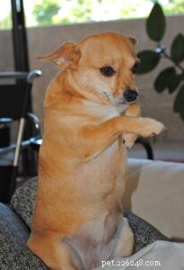 Trick Training for Dogs: Fun, Easy, and Effective Commands