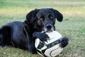 Trick Training for Dogs: Fun, Easy, and Effective Commands