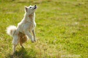 Trick Training for Dogs: Fun, Easy, and Effective Commands