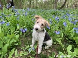 Quick Guide: Teaching Your Puppy Their Name in 1-3 Days