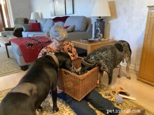Trick Training for Dogs: Fun, Easy, and Effective Commands
