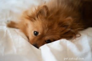 Quick Guide: Teaching Your Puppy Their Name in 1-3 Days