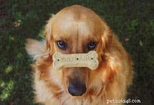 Quick Guide: Teaching Your Puppy Their Name in 1-3 Days