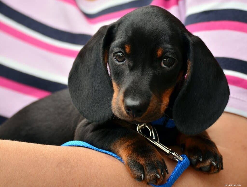 Essential Puppy Training Tips: Building a Strong Bond & Good Habits