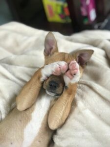Essential Puppy Training Tips: Building a Strong Bond & Good Habits