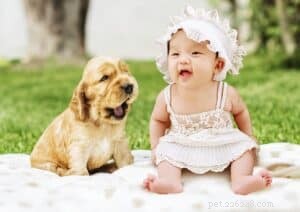 Essential Puppy Training Tips: Building a Strong Bond & Good Habits
