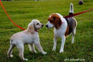 Teach Your Dog to Say Hi: A Simple, Trust‑Building Training Guide