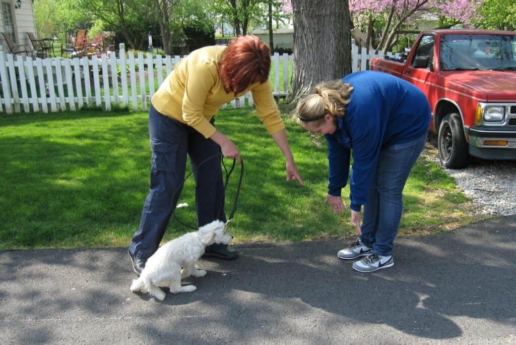 Teach Your Dog to Say Hi: A Simple, Trust‑Building Training Guide