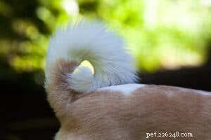 Essential Handling Exercises for Positive Canine Socialization
