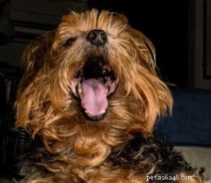 Essential Handling Exercises for Positive Canine Socialization