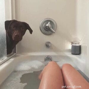 Your First Dog: Essential Guidance for a Loving, Healthy Companion