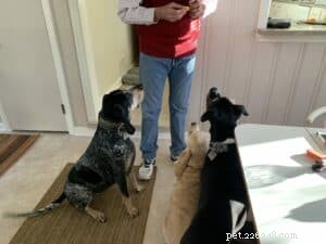 Your First Dog: Essential Guidance for a Loving, Healthy Companion