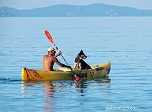 Daily Dog Training: Boost Command Reliability in Just 15 Minutes