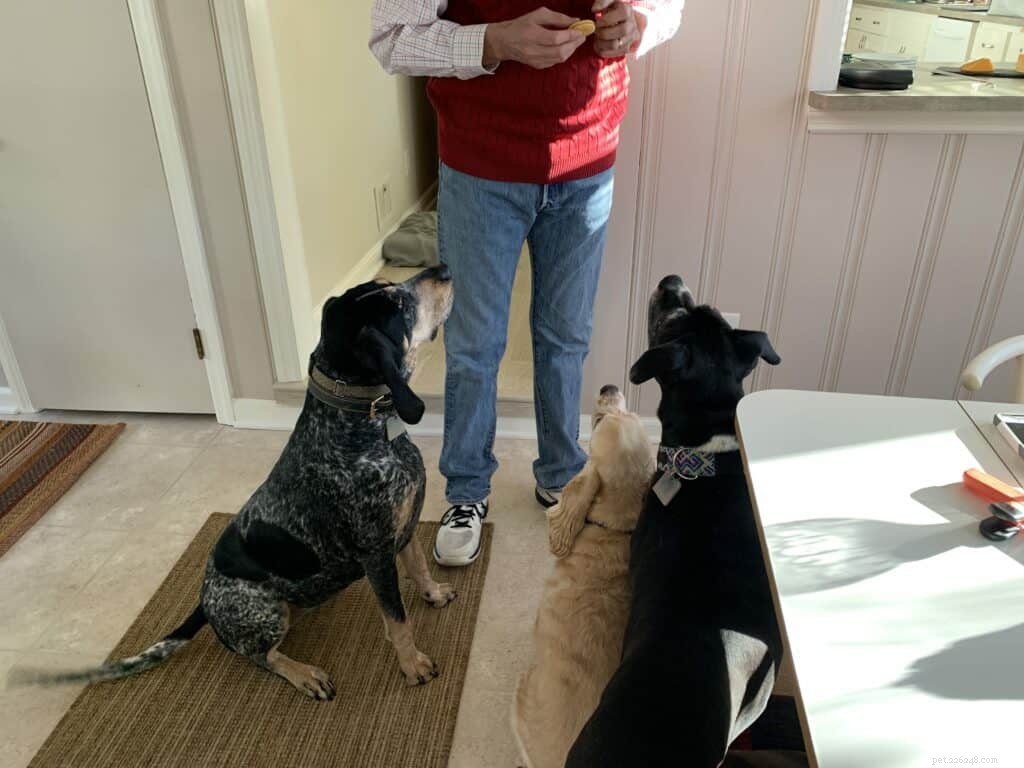 Daily Dog Training: Boost Command Reliability in Just 15 Minutes