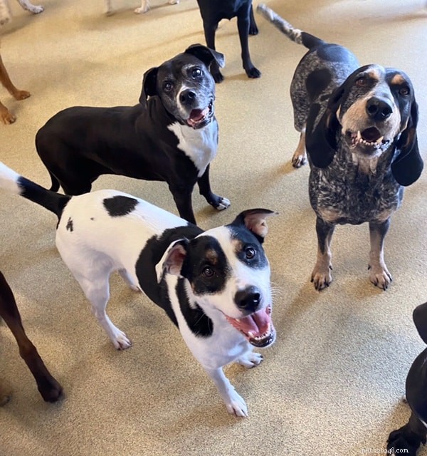 The Power of Verbal Praise: Boost Your Dog’s Motivation