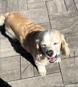 The Power of Verbal Praise: Boost Your Dog’s Motivation