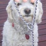 How to Use and Fit Dog Training Collars Safely and Effectively