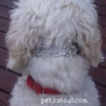 How to Use and Fit Dog Training Collars Safely and Effectively