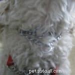 How to Use and Fit Dog Training Collars Safely and Effectively
