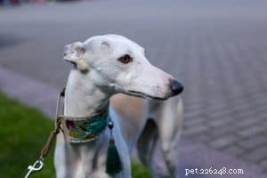 How to Use and Fit Dog Training Collars Safely and Effectively