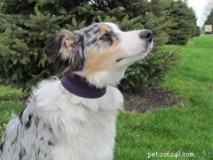 How to Use and Fit Dog Training Collars Safely and Effectively