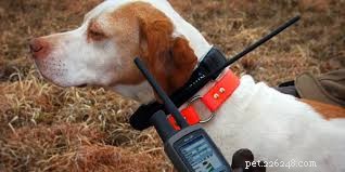 Understanding How a Remote E‑Collar Works: Safe, Reliable, and Effective Training