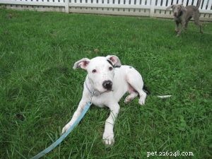 Revealing the True Value of the Pinch Collar for Humane Dog Training