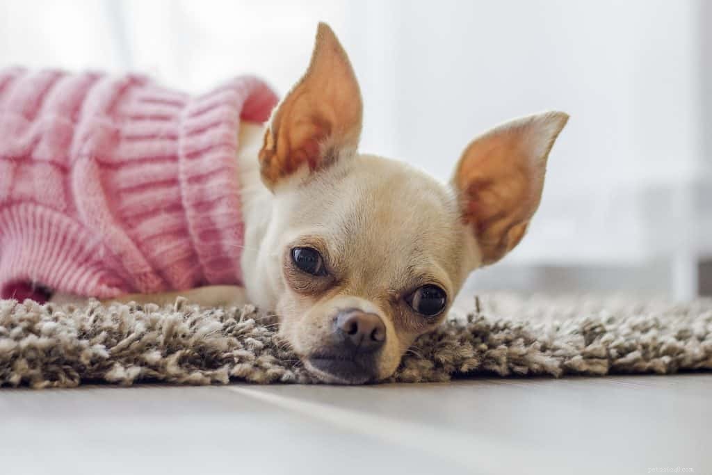 Train Your Dog to Use a Litterbox: Proven Tips for Easy House‑Training
