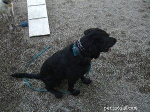 Revealing the True Value of the Pinch Collar for Humane Dog Training