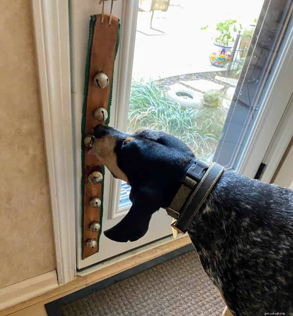Train Your Dog to Ring a Bell for Outdoor Trips: A Simple, Effective Housetraining Technique