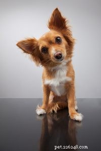 Train Your Dog to Use a Litterbox: Proven Tips for Easy House‑Training