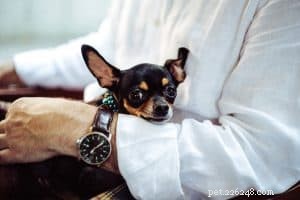Expert Guide to Successfully Litterbox Training Your Dog